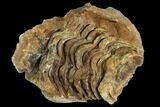 Fossil Calymene Trilobite Nodule - Morocco #106623-1